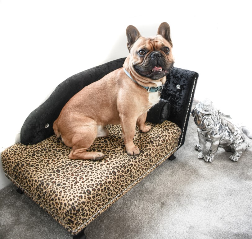 DSC_67252 Hamptons Boutique Pet Hotel