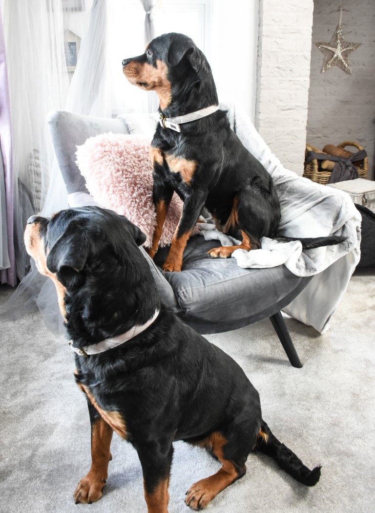 DSC_6897 Hamptons Boutique Pet Hotel