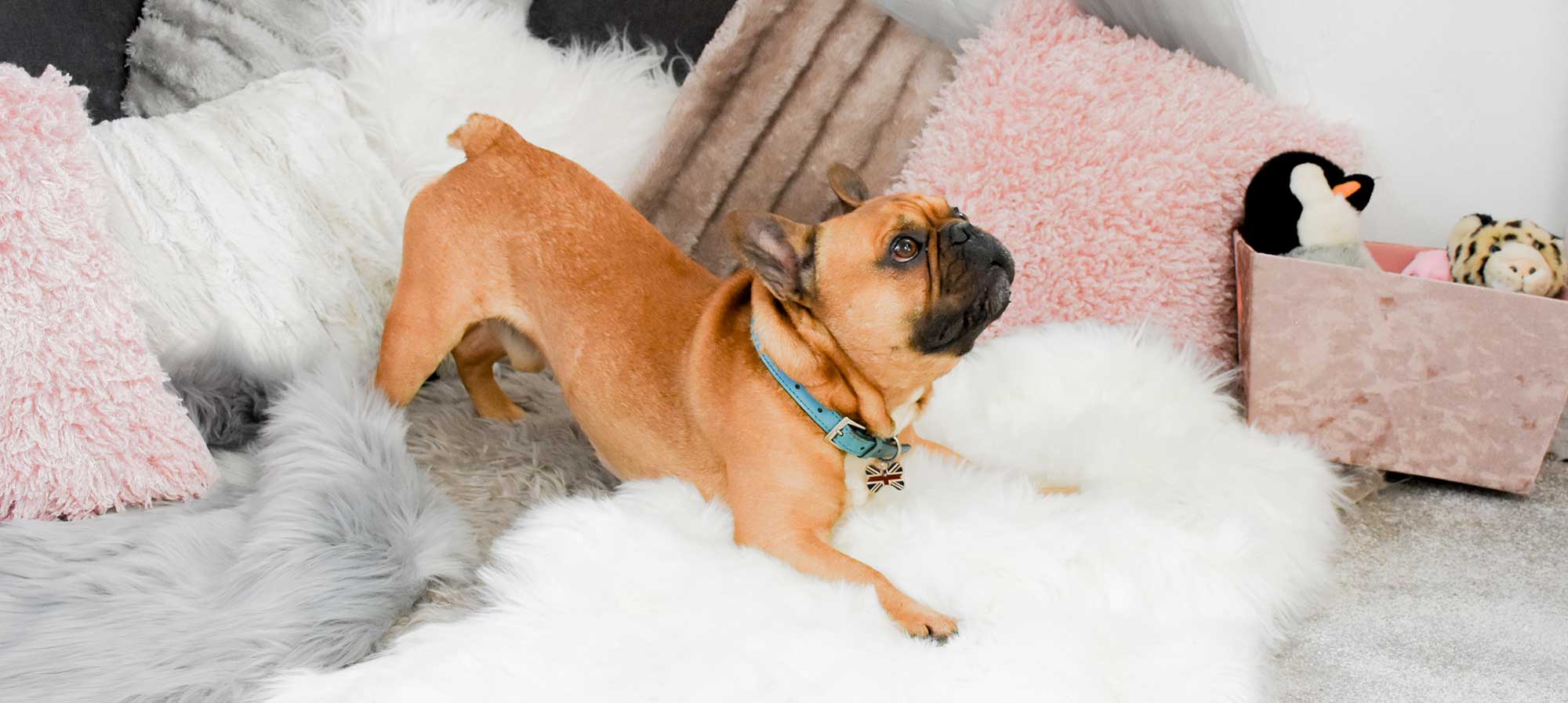 pethotelroom Hamptons Boutique Pet Hotel